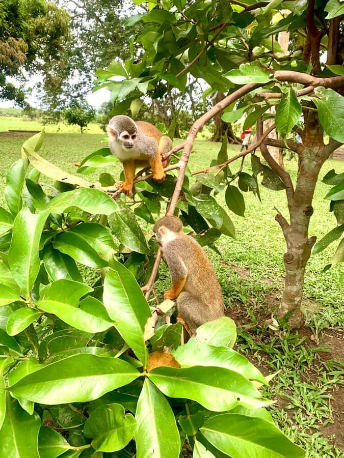 2-Day All Inclusive Guided Jungle Tour from Iquitos - Getting From Iquitos to the Nanay River: Tuk-Tuk, Port Towns, and Boat Time