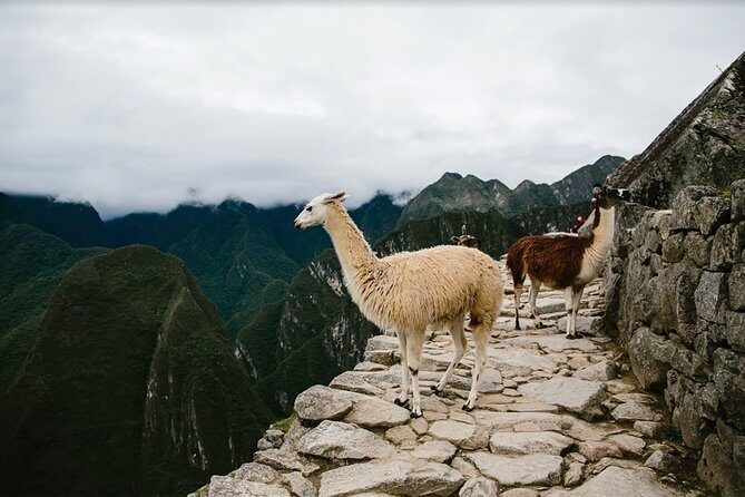 2-Day Short Inca Trail to Machu Picchu - Day 2: early start, walk to Machu Picchu, and a guided history tour