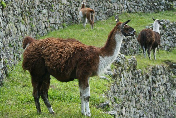 2 Day - Short Inca Trail to Machu Picchu - Group Service - Price and logistics: $550 is only a deal if the timing works