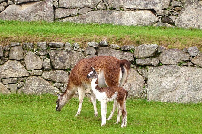 2 Day - Tour to Machu Picchu from Cusco - Group Service - What you’ll learn at Machu Picchu (and how to get more from your two hours)