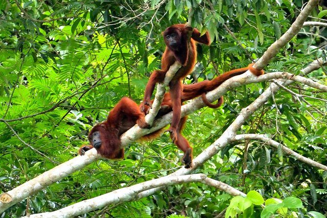 3-Day Eco-Sustainable Private Tour Manu National Park - Eco-sustainable details that are more than a slogan