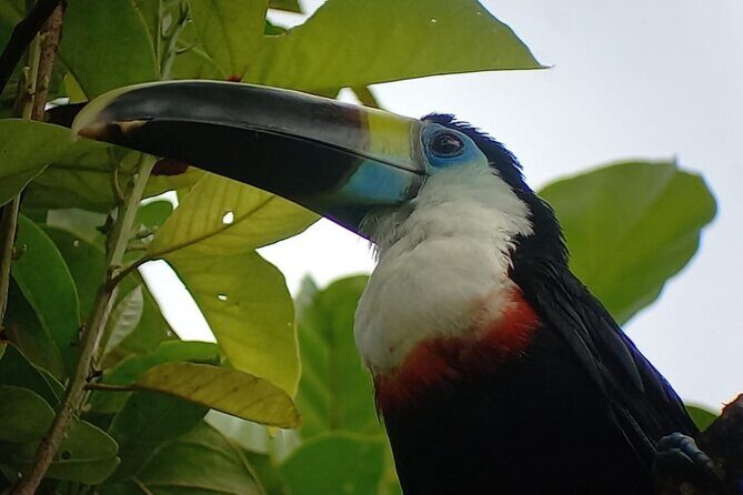 3-Day Eco-Sustainable Private Tour Manu National Park - Parrot clay lick day: seeing birds gather and returning to Cusco