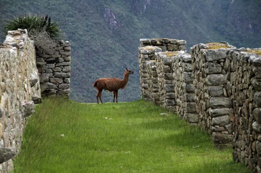 5-Day Classic Salkantay Trek to Machu Picchu return by Train - Over Abra Salkantay and down toward Colpapampa