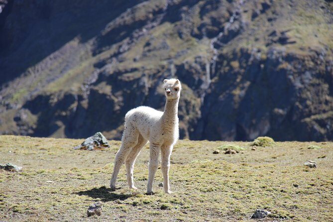 5 Day - Salkantay trek to Machu Picchu - Group Service - Day 4: Llactapata Inca viewpoint, Hydroelectric lunch, and Aguas Calientes