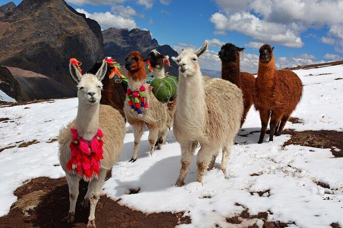 6-Day Tour of Cusco Magico-Machu Picchu-Rainbow Mountain - What you’re really paying for: value of the $539 package