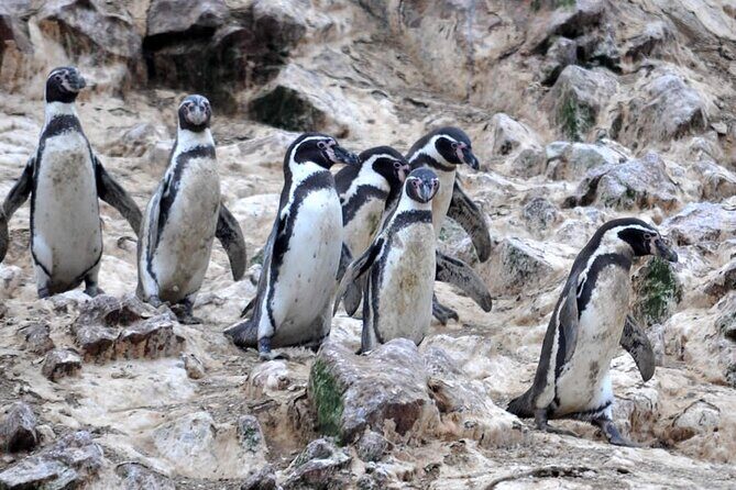 7-Hours Tour in Paracas National Reserve with Pickup - Ballestas Islands by Slider: Sea Lions, Seabirds, and the Chandelier Stop