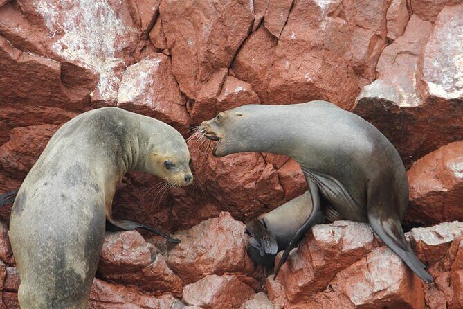 7-Hours Tour in Paracas National Reserve with Pickup - Timing, Pickup Feel, and Staying Comfortable from 8:00 am On