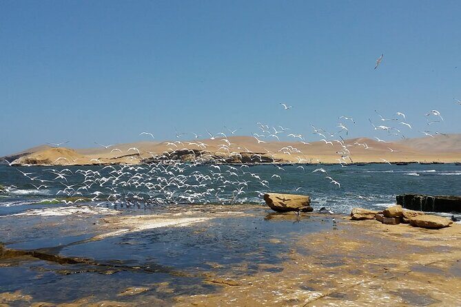 7-Hours Tour in Paracas National Reserve with Pickup - Small Warning Signs: When the Day Can Feel Different Than Expected