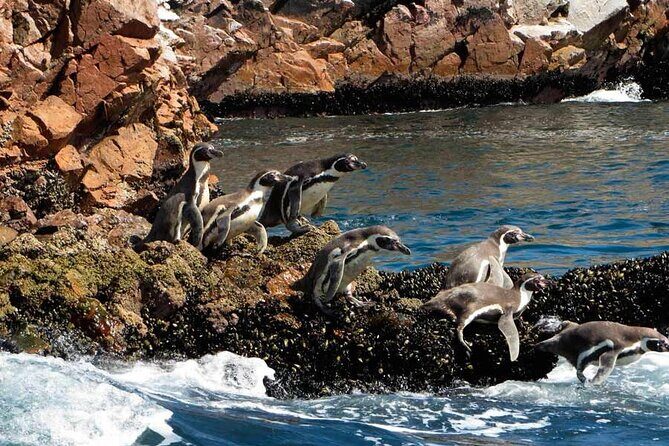 7-Hours Tour in Paracas National Reserve with Pickup - Wildlife, Bird Watching, and Why the Stops Matter