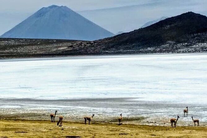 8-Hours Tour in Arequipa Laguna de Salinas with Pick-up - Stop 2: Salinas y Aguada Blanca Reserve wildlife spotting (birds included, sometimes far away)