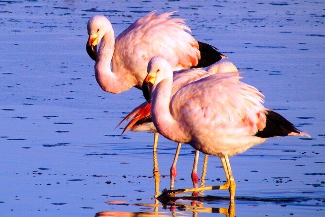 8-Hours Tour in Arequipa Laguna de Salinas with Pick-up - Stop 5: The long reserve drive—this is where the day earns its keep