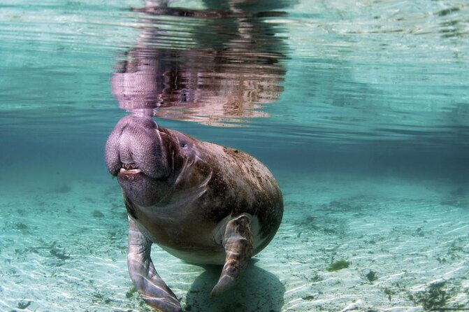 Amazon Rescue Center - Manatees Conservation Center Admission Ticket - Key things to know before you go