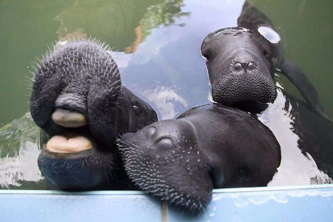 Amazon Rescue Center - Manatees Conservation Center Admission Ticket - Stop inside the forest path: what you’ll actually do for that one hour