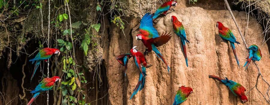 Amazonas Manu Cultural Zone 4 Days / 3 Nights - Key highlights I’d plan around