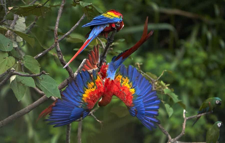 Amazonas Manu Cultural Zone 4 Days / 3 Nights - Day 1 from Cusco to Ajanaco (3500m): cloud forest hiking with real bird chances