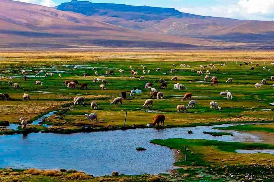 Arequipa: 1-Day Colca Canyon + Thermal Baths Tour - From Arequipa to Chivay: the day starts early, then settles in
