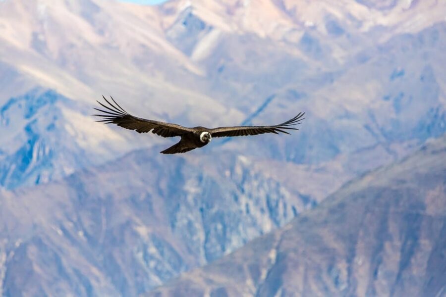 Arequipa : Colca Canyon 2-Day Adventure - Price, Fees, and Whether It’s Good Value for $149