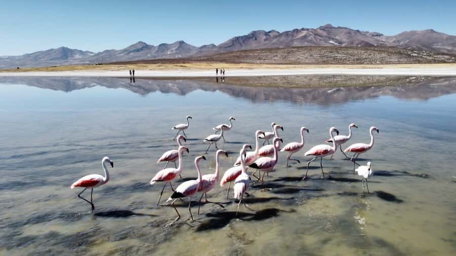 Arequipa: Full-Day Tour to Salinas Salt Lake - What Kind of Traveler This Tour Suits