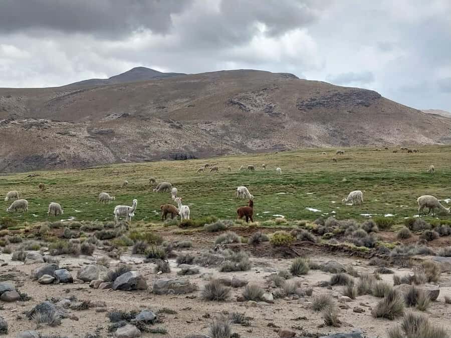 Arequipa: Full-Day Tour to Salinas Salt Lake - What to Bring (Because the Andes Don’t Care)