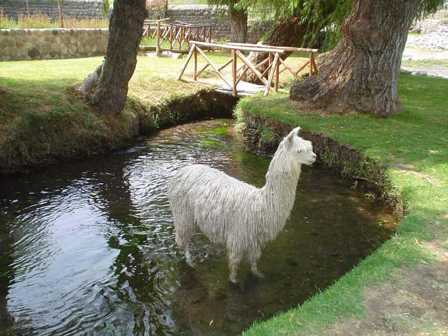Arequipa Panoramic Bus Tour - Sachaca District and the Camelid Zoo/Outlet: Animals or Shopping?
