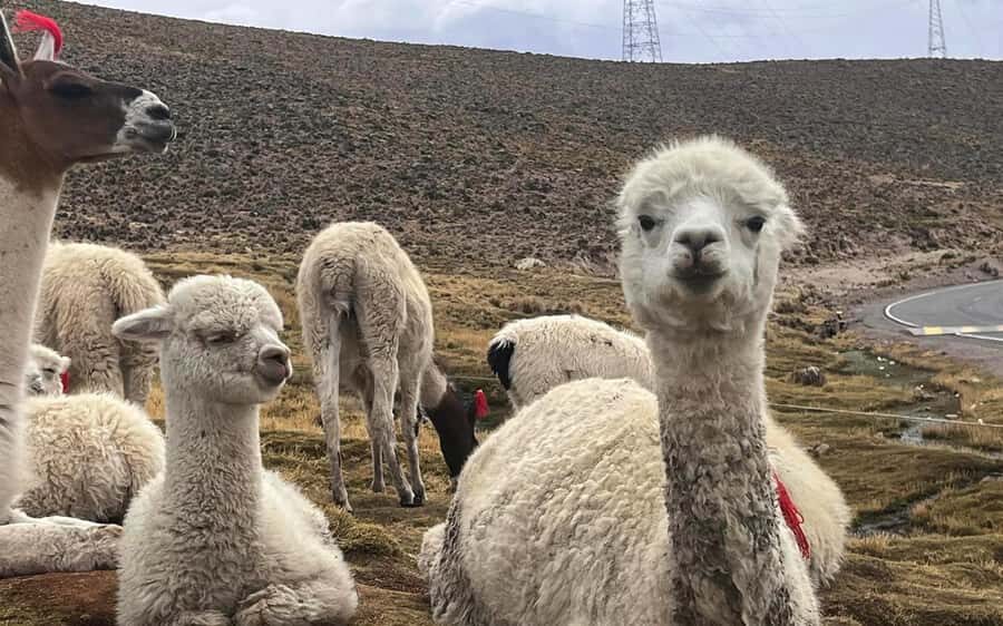 Arequipa: trekking to the Colca Canyon 2 days/1 night - Day 2 Sunrise Hike to Cabanaconde: Early Light, Big Effort