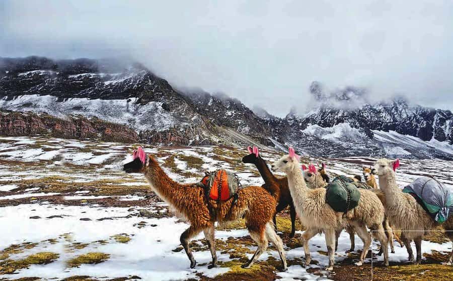 Arrive before the crowd to the Mountain in private service - Cusipata lunch and the ride back to Cusco