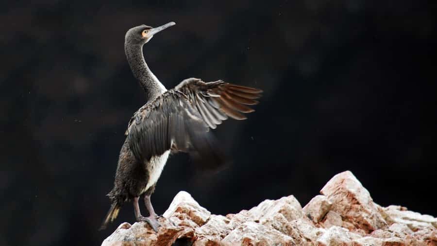 Ballestas Islands and Huacachina Oasis Half-Day Tour - Key Points Worth Knowing