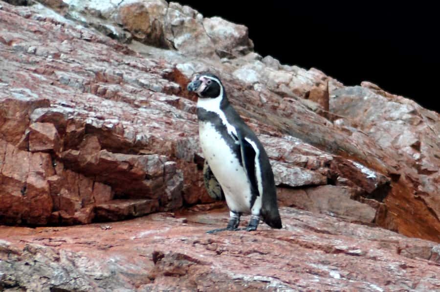 Ballestas Islands and Huacachina Oasis Half-Day Tour - A 40-Minute Paracas Break, Then the Drive to Ica