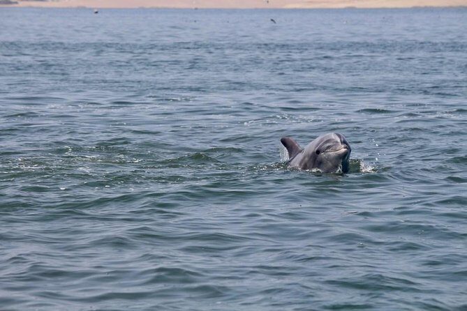 Ballestas Islands from San Martin Port CRUISESHIP TERMINAL - Speedboat Run to Ballestas: The wildlife hits fast