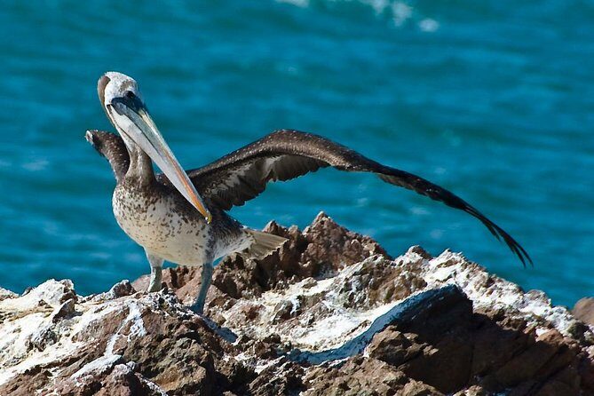 Ballestas Islands Group Tour from Paracas - Speedboat circuit to Ballestas: birds, sea lions, and time-efficient drama