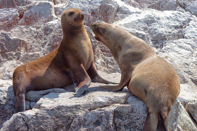 Ballestas Islands Group Tour from Paracas - What to pack for Ballestas: sun and bird droppings are real