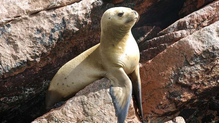 Ballestas Islands & Paracas National Reserve from Paracas - Ballestas Islands From Paracas: The Candelabro Cliff Start