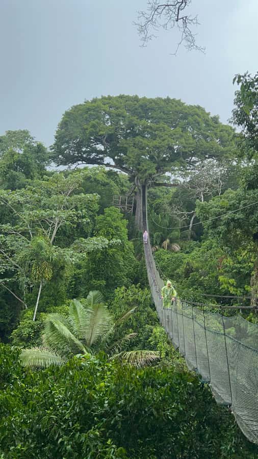 Canopy Tower, Zipline, Kayak, and Monkey Island … - Quick Take: What Makes This Amazon Day Work