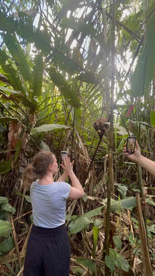Canopy Tower, Zipline, Kayak, and Monkey Island … - A Full-Day Amazon Mix: Tower Views, Ziplines, River Kayaks, and Capuchins
