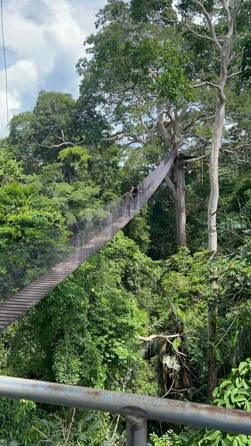 Canopy Tower, Zipline, Kayak, and Monkey Island … - The 200-Meter Walk to Canopy Tower and Lupuna Trees