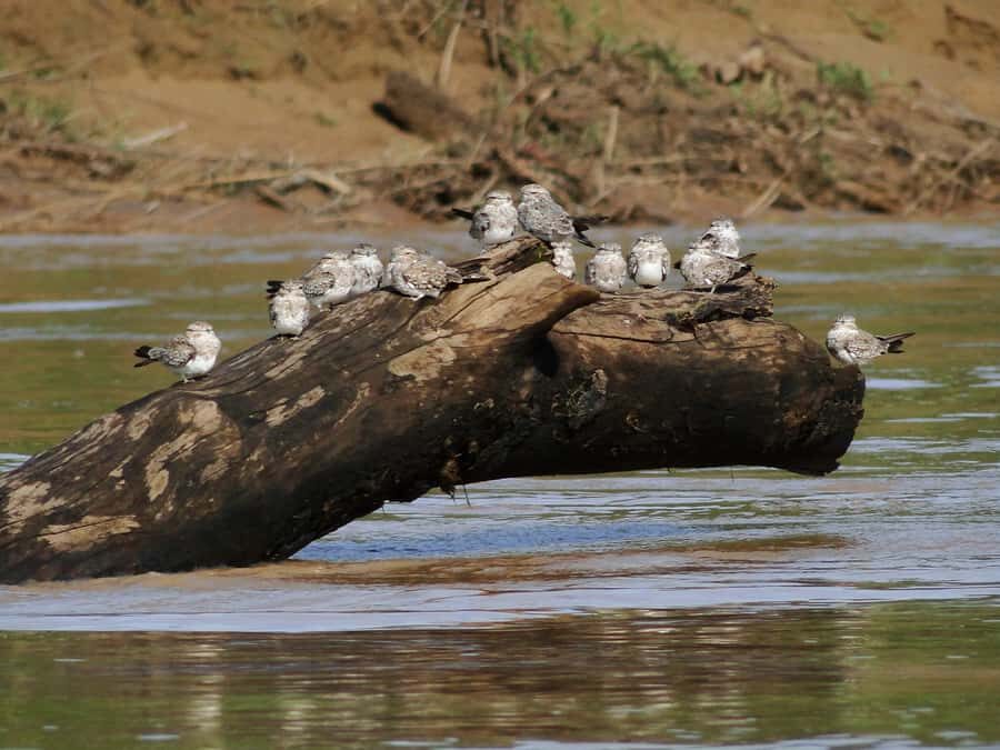 Capibara and caiman search on the Tambopata river - Should you book this Tambopata caiman and capybara cruise?