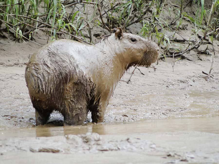 Capibara and caiman search on the Tambopata river - The jungle-beach bonus in the dry season (and why it’s not the same everywhere)