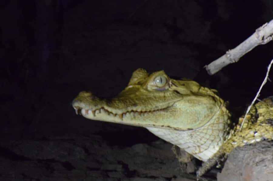 Capibara and caiman search on the Tambopata river - Weather, rain, and how flexible you should be