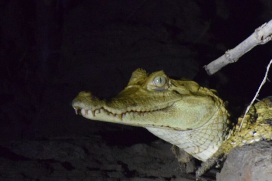 Capibara and caiman search on the Tambopata river - Who should book this tour, and who should skip it