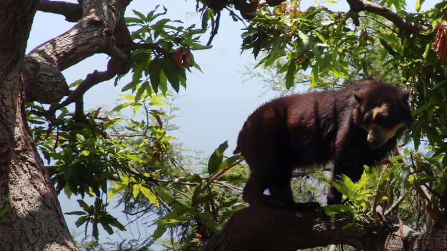 Chiclayo: Chaparri Ecological Reserve Tour - Spectacled Bear route: a walk that ends with real rescue work
