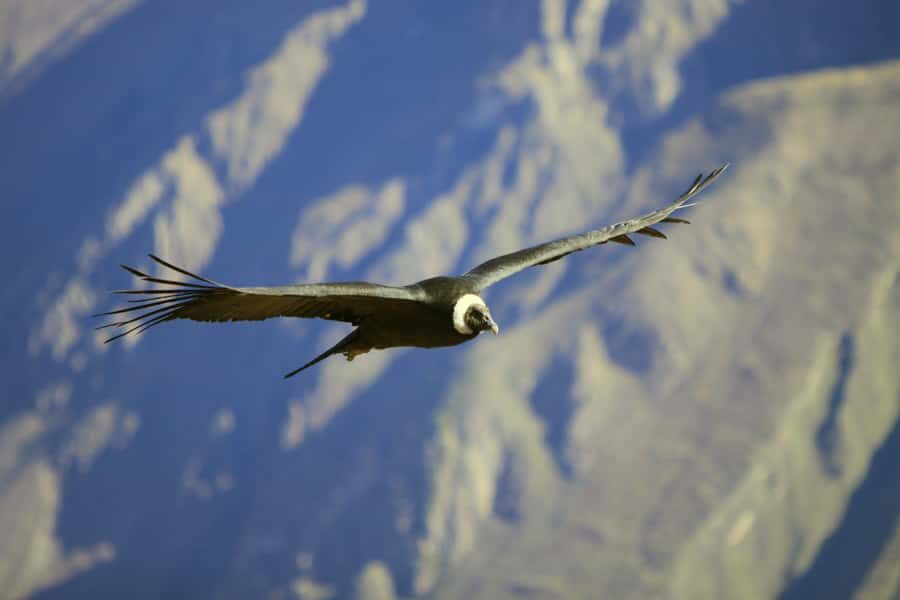 Colca Canyon: 2-Day Tour from Arequipa to Puno - How the Arequipa-to-Puno schedule really works in 2 days