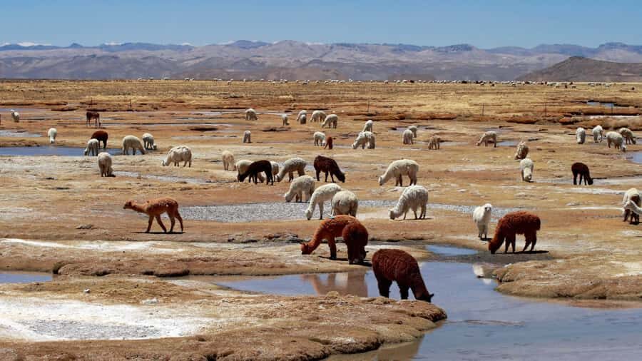 Colca Canyon: 2-Day Tour from Arequipa to Puno - Should you book Colca Canyon (Arequipa to Puno) in two days?