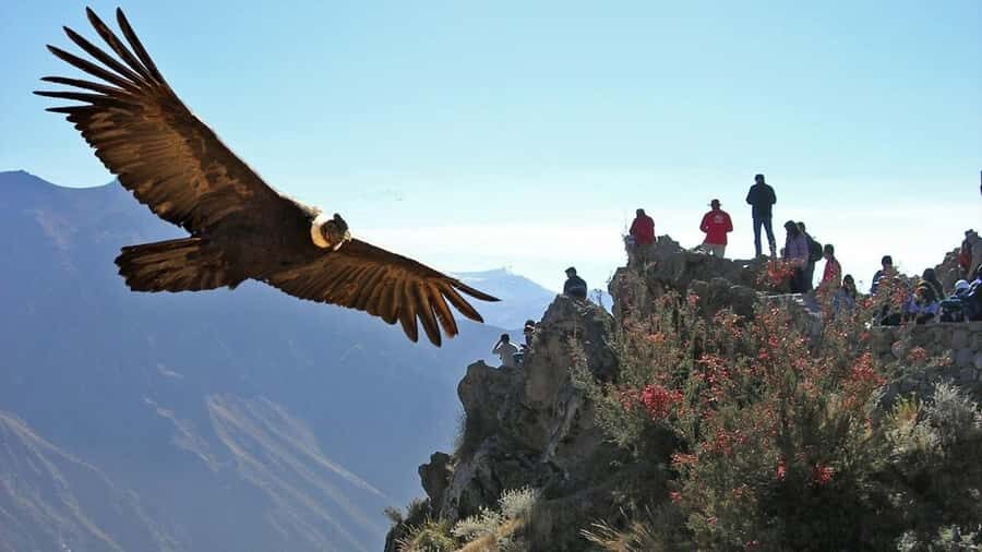 Colca Canyon Day Trip: From Arequipa to Puno - Altitude stops: the volcano viewpoint, Tocrapampa wetlands, and Pampa Cañahuas