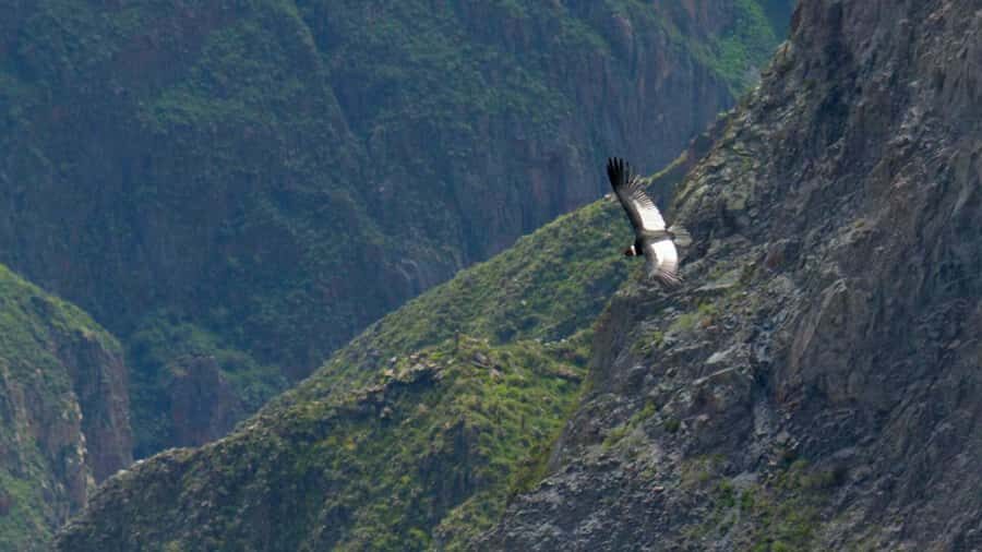 COLCA CANYON FULL DAY TOURS - Arrival back in Arequipa around 5:30pm