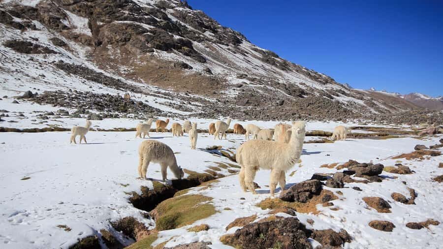 Cusco: Ausangate Tour Seven Lagoons + meals - Price and Value: What $34 Includes, and What Costs Extra