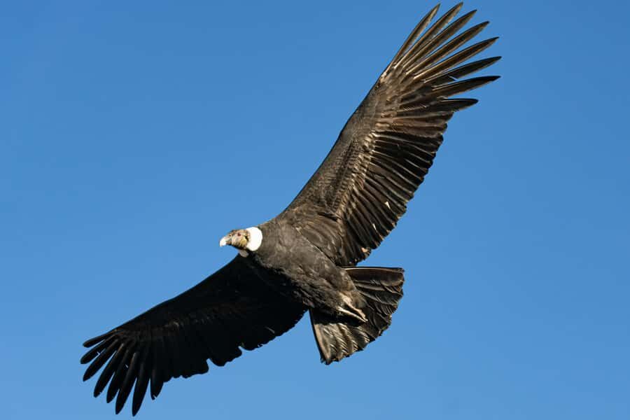 Cusco: Chonta Canyon and Condor Flight Tour with Lunch - Key things to know before you go