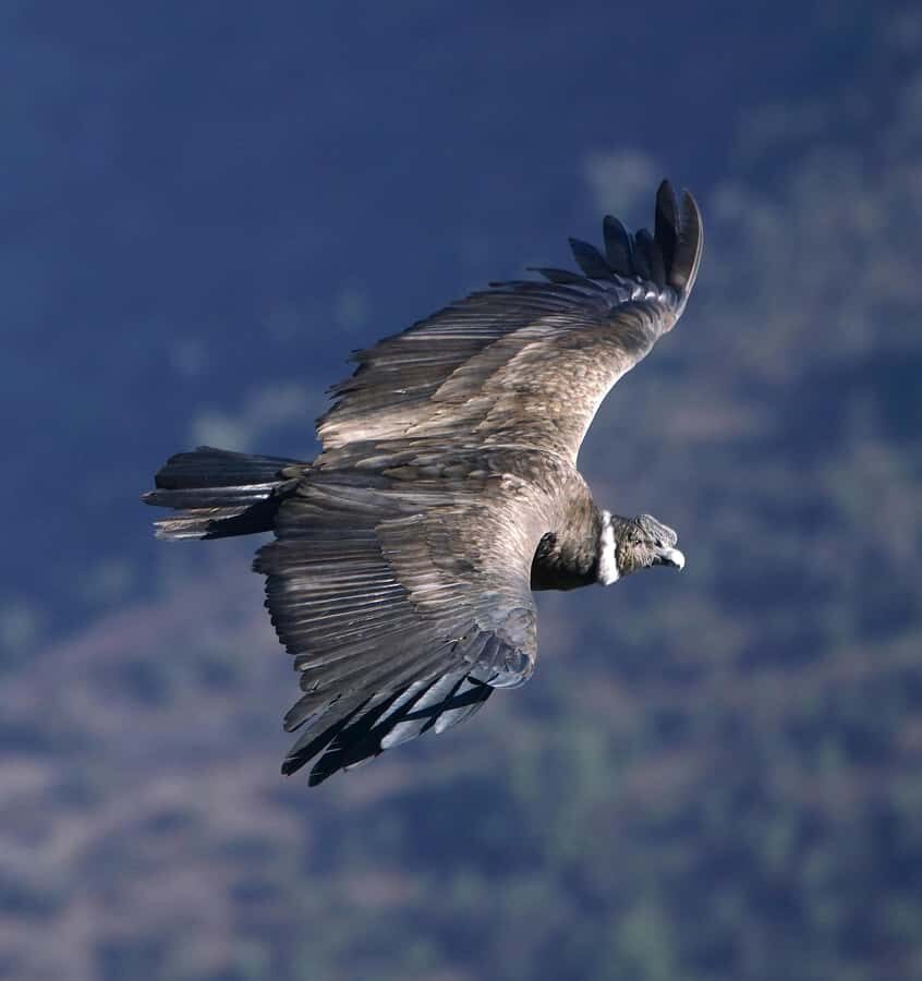 Cusco: Chonta Canyon and Condor Flight Tour with Lunch - A Full Day in Chonta Canyon: What You’re Paying for