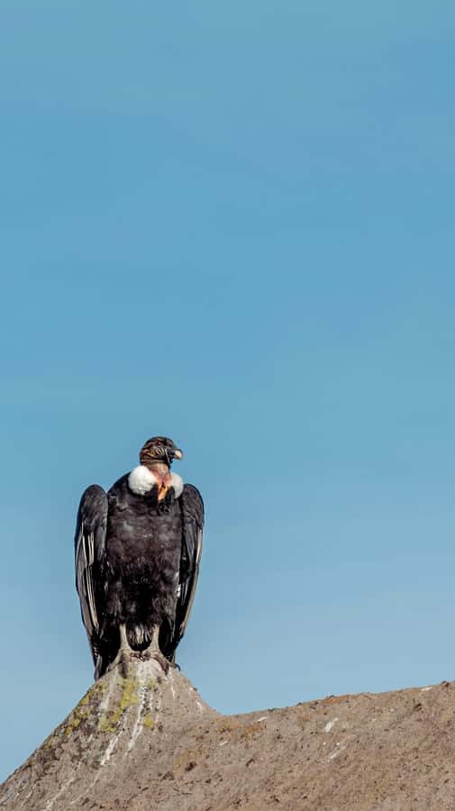 Cusco: Chonta Canyon and Condor Flight Tour with Lunch - Killarumiyoq: The archaeo-astronomical stop that sets the tone