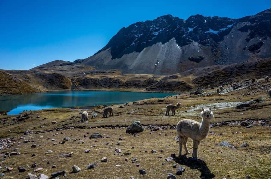 Cusco: Excursion to Ausangate 7 Lagunas + lunch - Breakfast in Pacchanta: Fuel Before the Hike