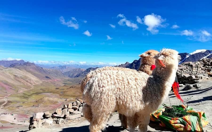 Cusco: Mountain of 7 colors Vinicunca and the Red Valley (optional) - Who should book this day trip (and who should skip it)